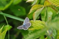 small blue butterfly-2